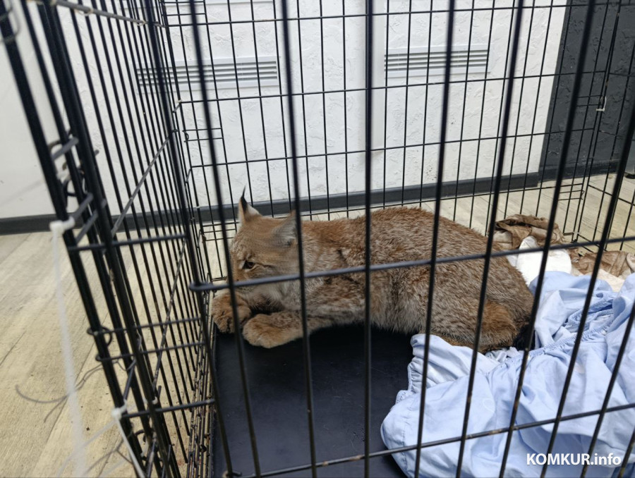 28.12.2025. Бобруйск. Хищника доставили в ветклинику.