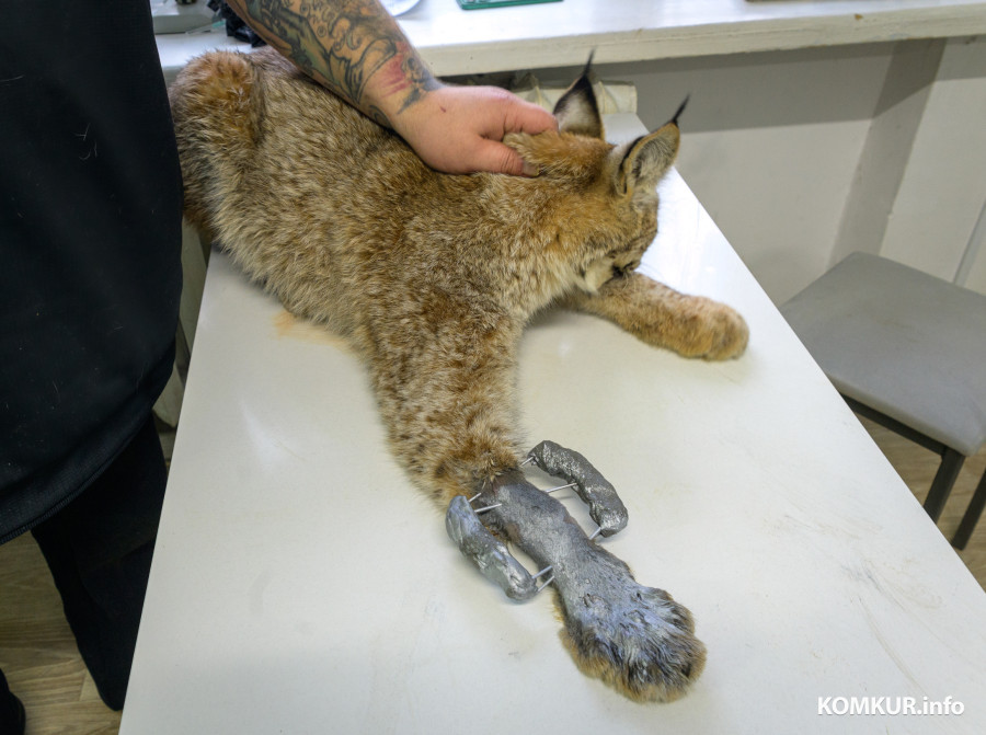 29.12.2025. Гагарина, 4. Ветеринарный врач Григорий Белягов сделал операцию попавшей в капкан рыси