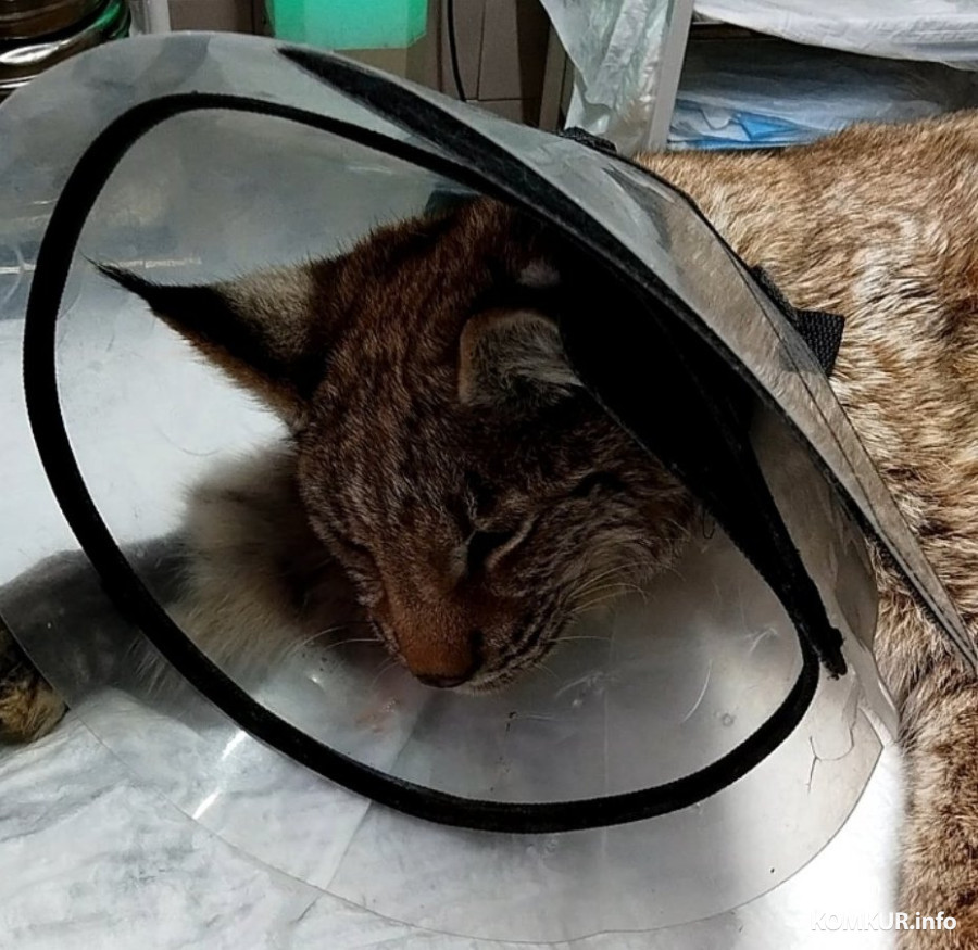 28.12.2025. Бобруйск. Спасенная рысь готовится к операции.