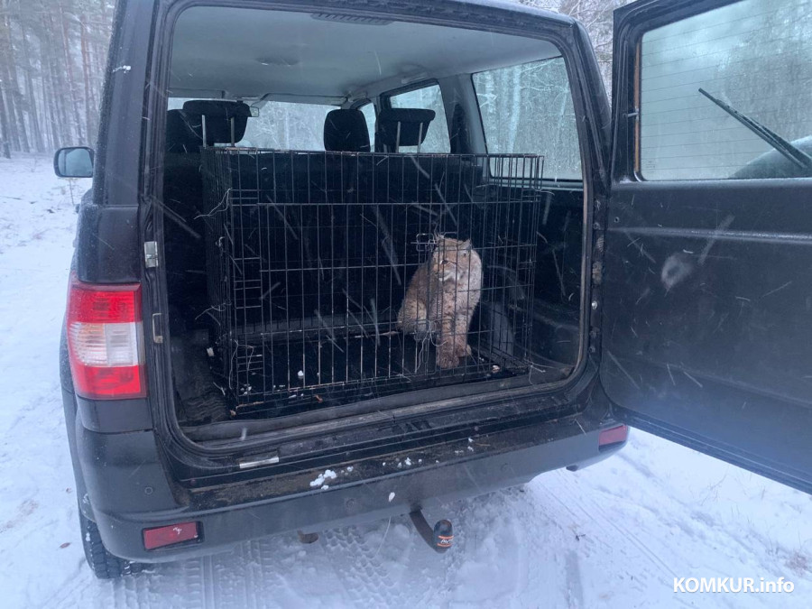 28.12.2025. Бобруйский район, деревня Мальево. После спасения из капкана рысь поместили в клетку. для перевозки в город.