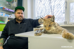 В Бобруйском районе из капкана спасли молодую рысь. Узнали, что дальше с животным