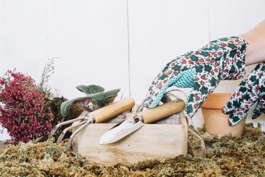 Что можно посадить на даче в августе? Рассказываем