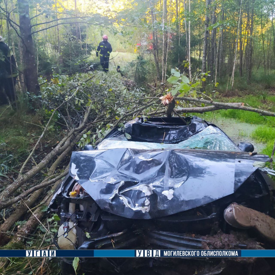 Смертельное ДТП в Могилевском районе: автомобиль столкнулся с лосем