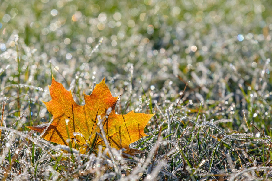 Оранжевый уровень опасности объявлен на Могилевщине из-за заморозков
