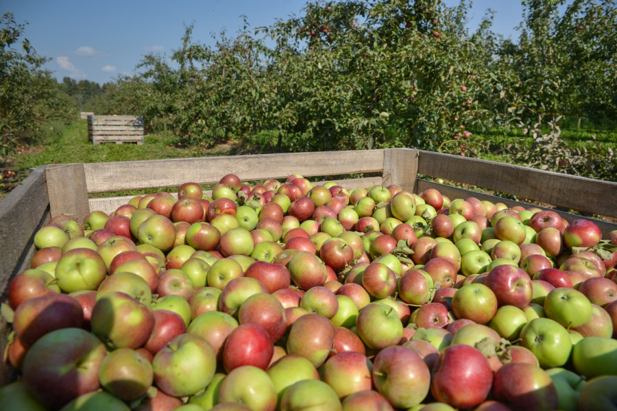 Какого размера должны быть яблоки в магазинах? В Белкоопсоюзе рассказали о требованиях к продукции для стабфондов 