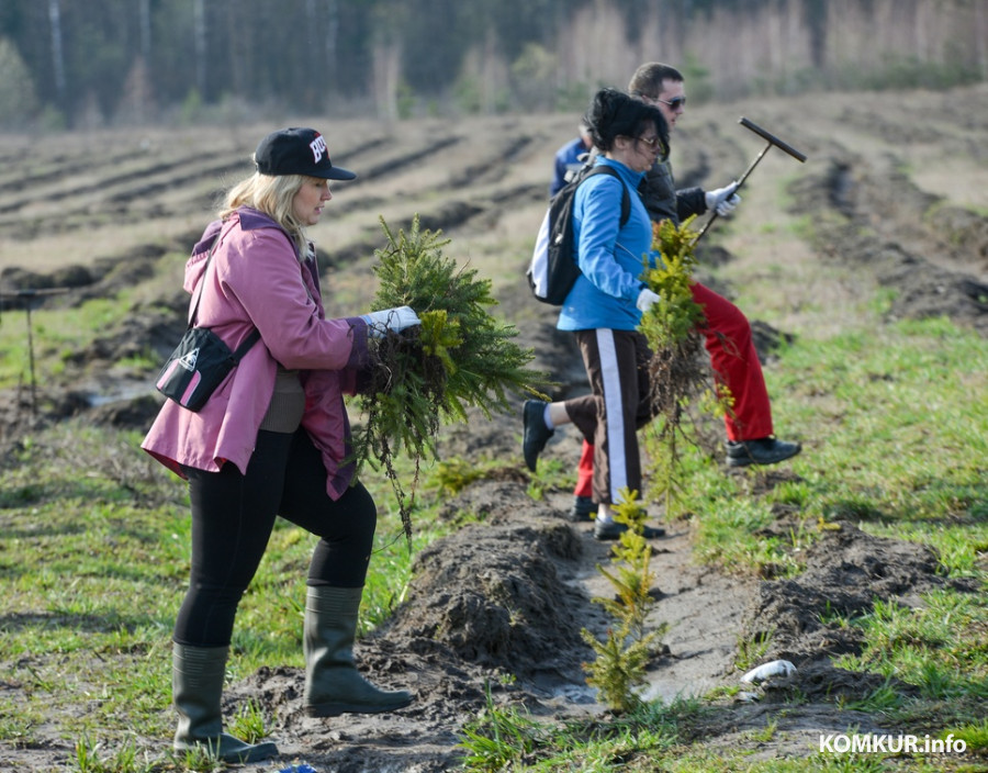 Хочешь посадить в лесу свое дерево?  С 16 марта такая возможность будет у каждого
