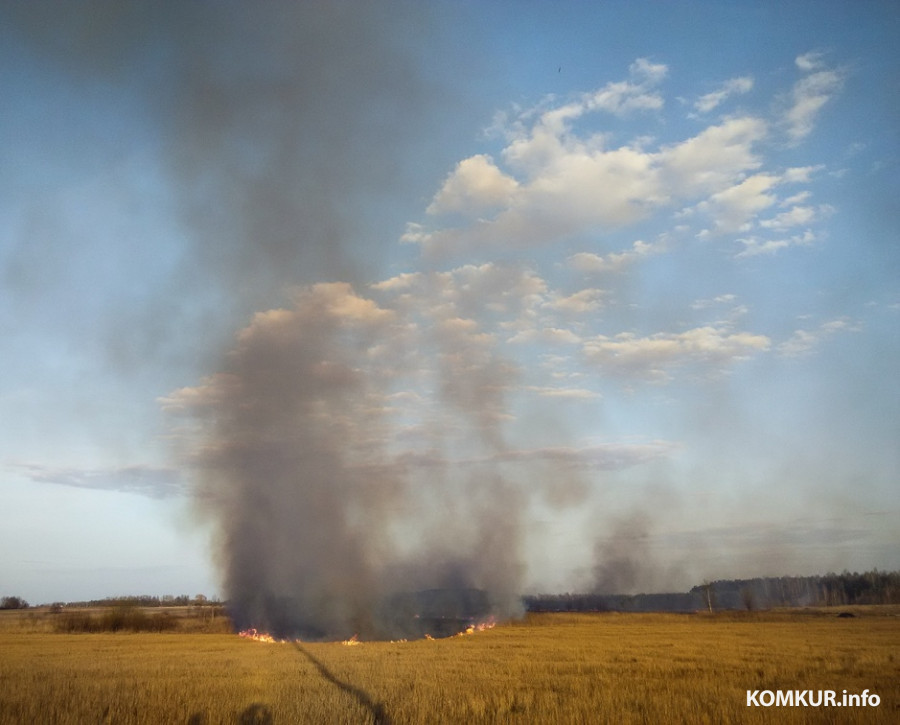 В Могилевской области за сутки произошло 9 пожаров сухой растительности. В том числе в Бобруйском и Кировском районах 