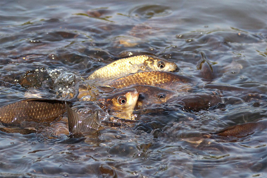 16 марта в Беларуси стартовало комплексное мероприятие «Нерест»: можно добровольно сдать запрещенные орудия рыболовства – наказывать не будут