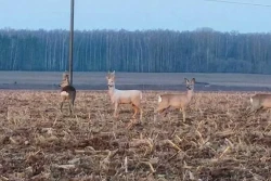 Белоснежная косуля попала на видео в Лидском районе: вот что рассказали в БООР