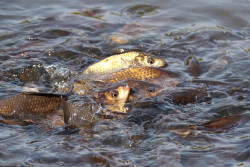 16 марта в Беларуси стартовало комплексное мероприятие «Нерест»: можно добровольно сдать запрещенные орудия рыболовства – наказывать не будут