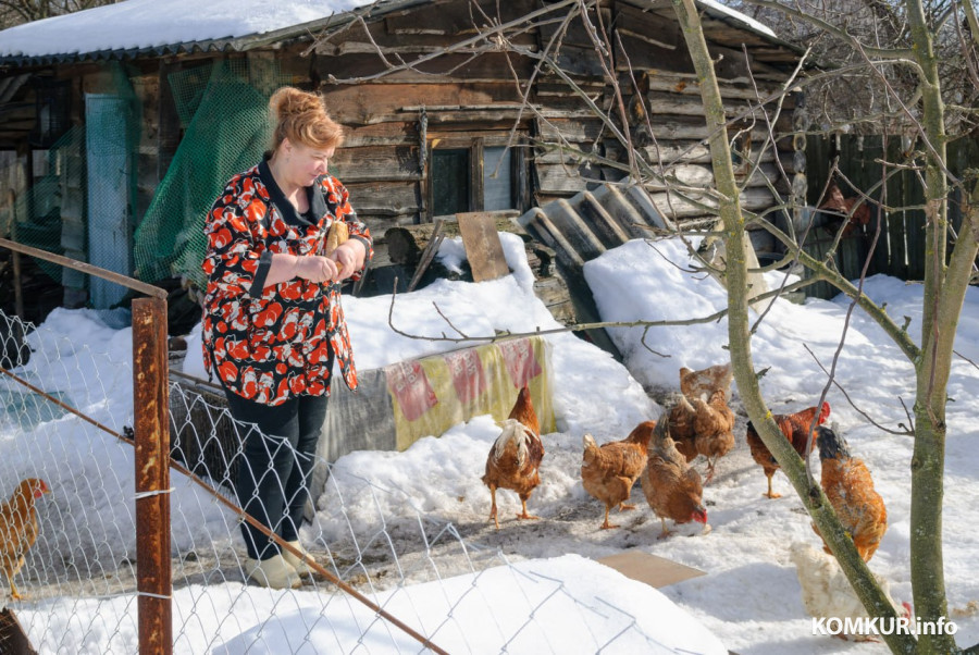 02.03.2026. Бобруйск. На подворье у супругов  Любови и Алексея Шушляниковых живут лебеди.