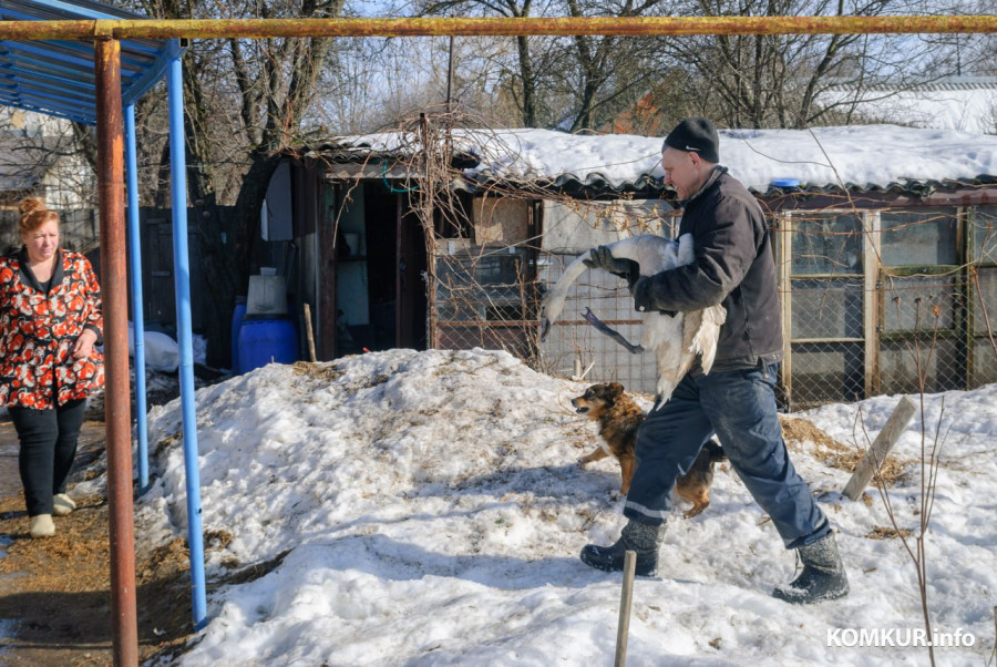 02.03.2026. Бобруйск. На подворье у супругов  Любови и Алексея Шушляниковых живут лебеди.