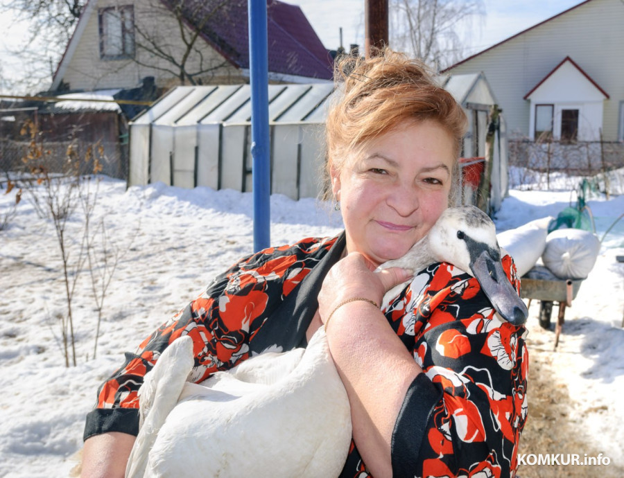 02.03.2026. Бобруйск. На подворье у супругов  Любови и Алексея Шушляниковых живут лебеди.