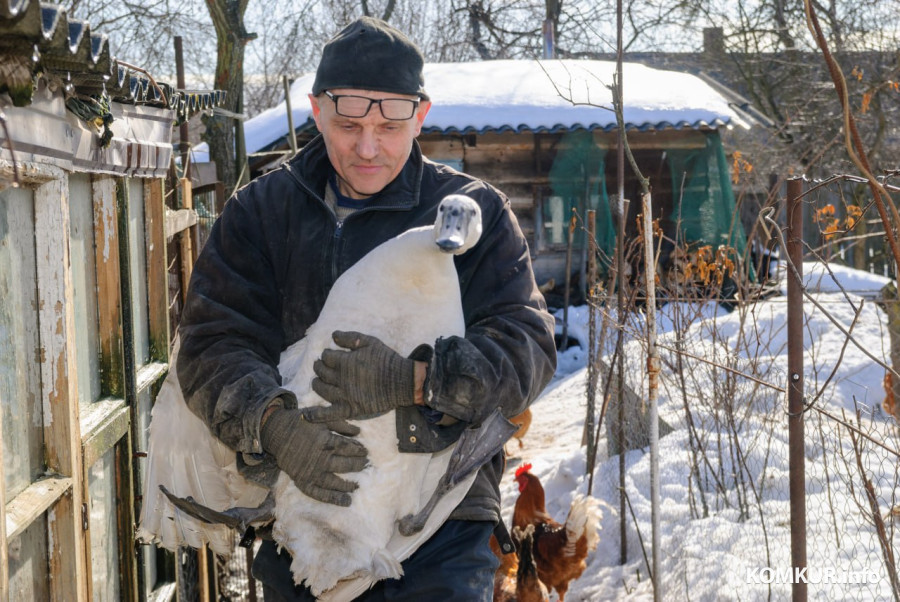 02.03.2026. Бобруйск. На подворье у супругов  Любови и Алексея Шушляниковых живут лебеди.