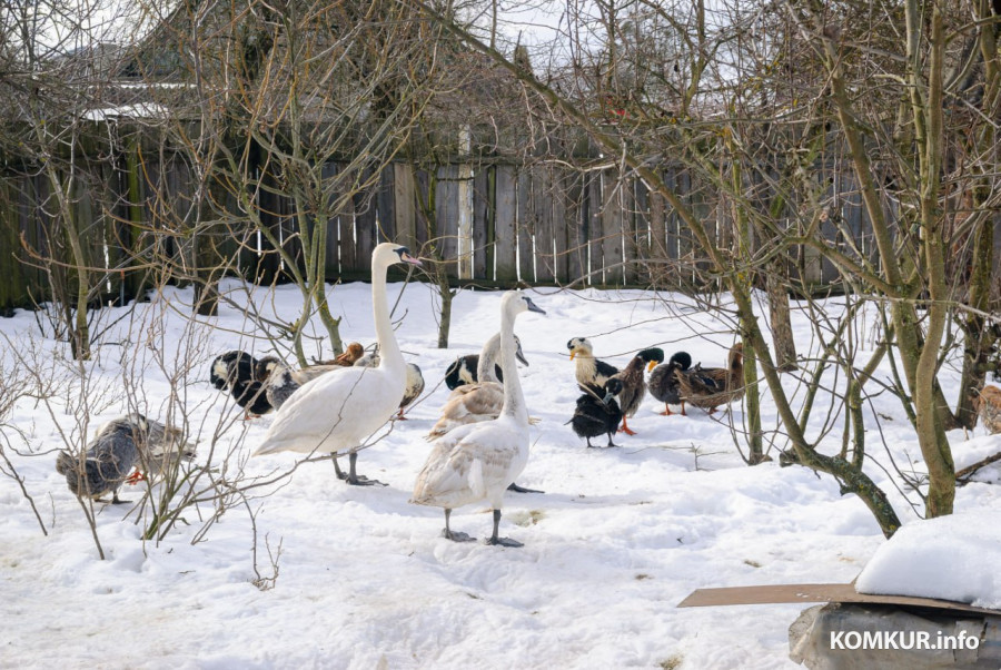 02.03.2026. Бобруйск. На подворье у супругов  Любови и Алексея Шушляниковых живут лебеди.