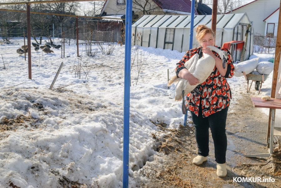 02.03.2026. Бобруйск. На подворье у супругов  Любови и Алексея Шушляниковых живут лебеди.