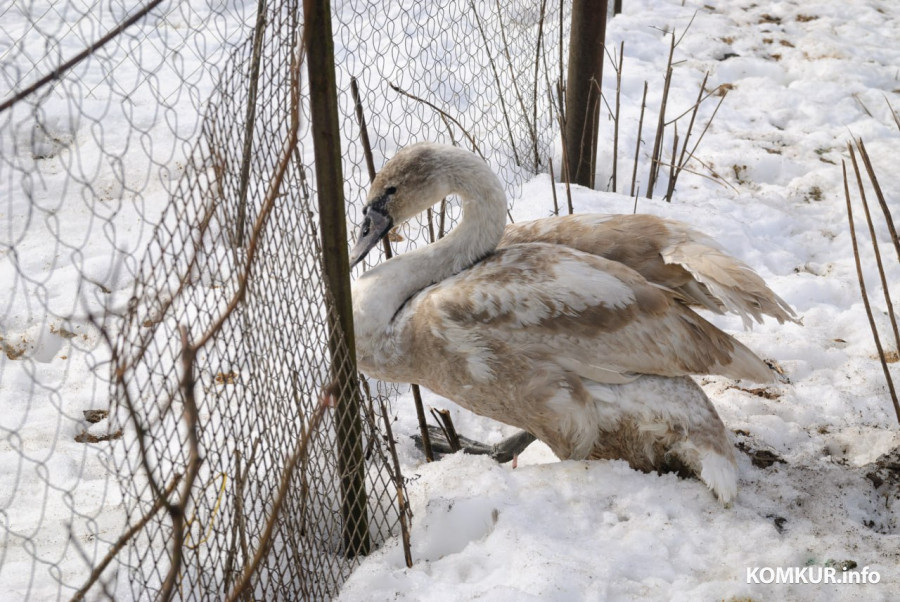02.03.2026. Бобруйск. На подворье у супругов  Любови и Алексея Шушляниковых живут лебеди.