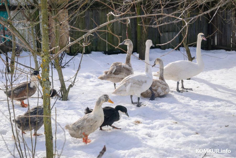 02.03.2026. Бобруйск. На подворье у супругов  Любови и Алексея Шушляниковых живут лебеди.