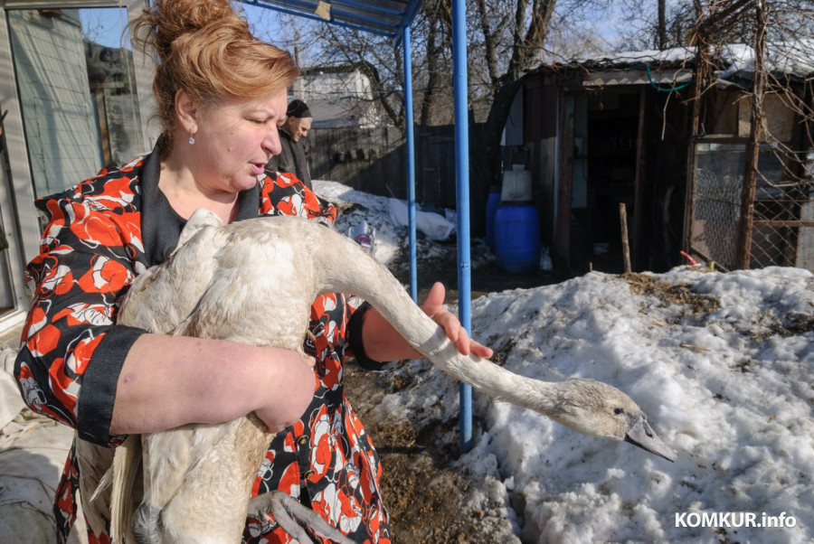 02.03.2026. Бобруйск. На подворье у супругов  Любови и Алексея Шушляниковых живут лебеди.