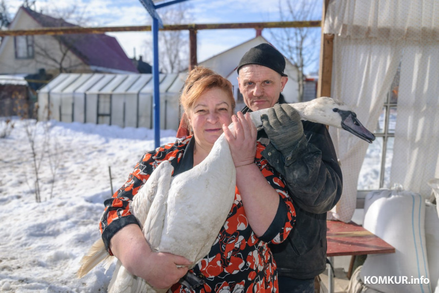 «Кто на этот раз – крокодил?!»  Как на подворье бобруйчан поселились пять лебедей