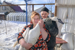 «Кто на этот раз – крокодил?!»  Как на подворье бобруйчан поселились пять лебедей