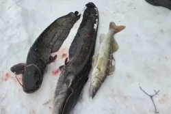 В Бобруйском районе природоохранники задержали двух браконьеров: ловили сома на Березине