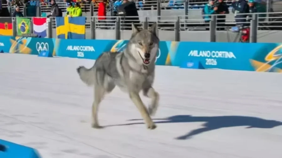 Знаковые кадры Олимпийских Игр 2026. Вся Олимпиада в одном обзоре