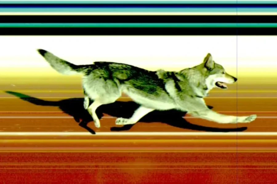 18.02.2026, Олимпийские игры. Фотофиниш пса