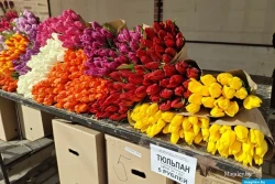 Можно ли продать в розницу цветы со своего участка и как при это не нарушить закон: рассказали в МНС