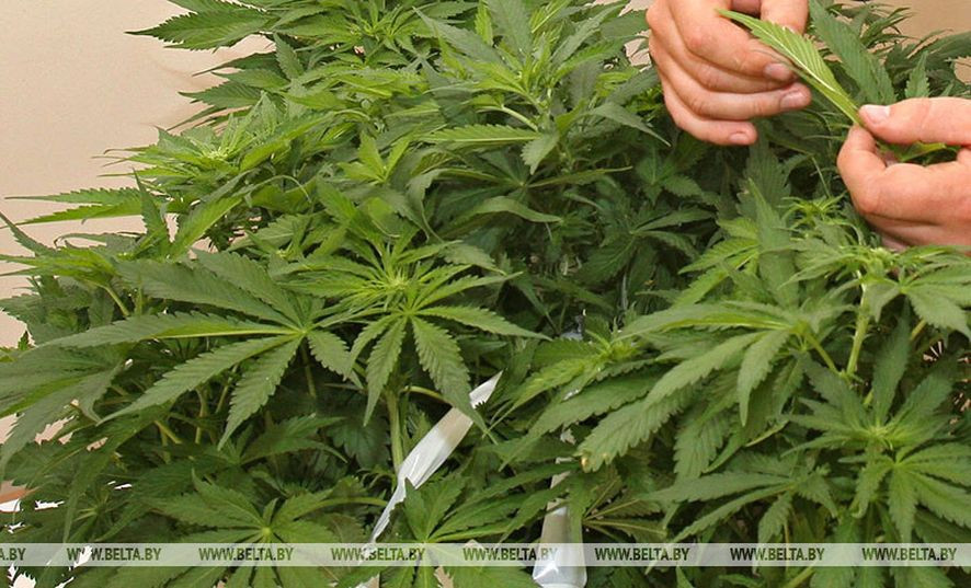 Житель Осипович вырастил плантацию конопли: угощал знакомых, часть продал. Решать судьбу «огородника» будет суд