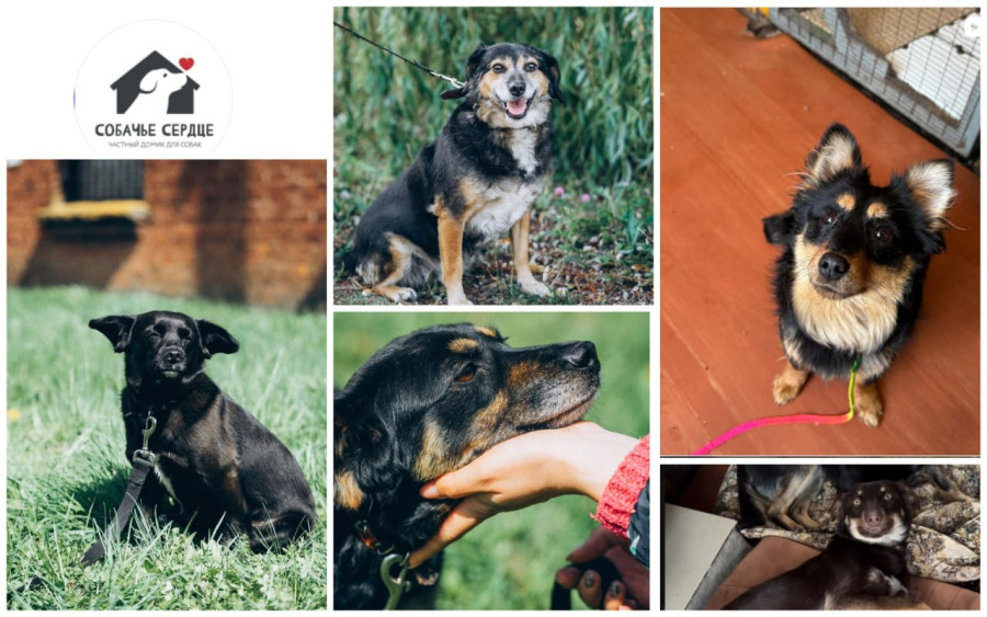 Приют бездомных животных «Собачье сердце».