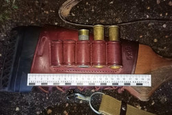 В Бобруйском районе браконьер застрелил лося: ему грозит наказание вплоть до лишения свободы