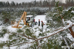 Бобруйский лесхоз отгружал продукцию без предоплаты: прокуратура проверила, как выполняется законодательство, без нарушений не обошлось