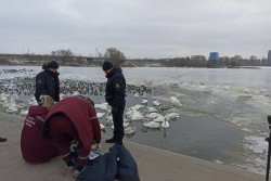 Пенсионерка в Бресте кормила на реке уток, упала в воду и утонула