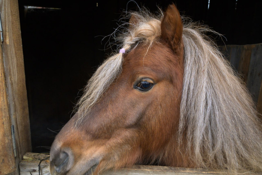 17.12.2025. Титовка. ООО «Есаул». 