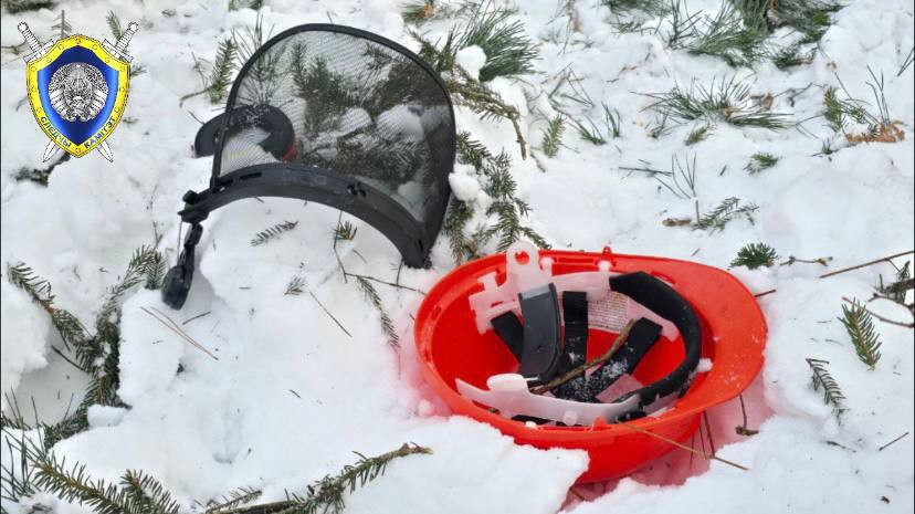 В Костюковичском районе при валке леса погиб работник: его придавило упавшим деревом 