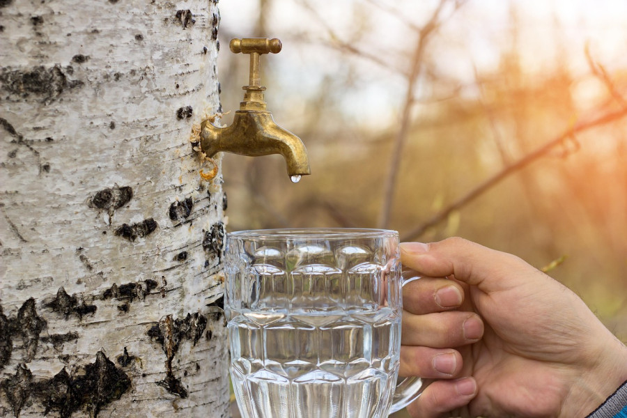 На белорусской бирже стартовали регулярные торги березовым соком