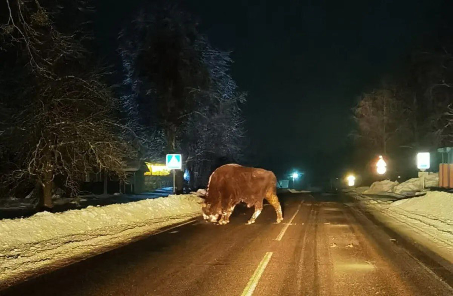 В деревню Слобода Осиповичского района вечером 28 января пришел зубр