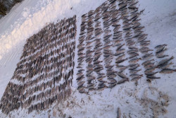 Жители Кличевского района нарыбачили на 43 тысячи рублей. Им грозит уголовная ответственность