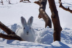 Житель Кировска подобрал сбитого зайца и заработал штраф