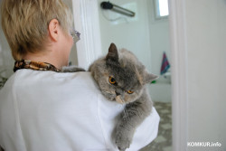 В Беларуси деятельность ветклиник хотят лицензировать. Лечебниц для животных станет меньше?