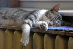 Минэнерго пообещало, что  в квартирах белорусов во время морозов будет не ниже плюс 18 градусов 