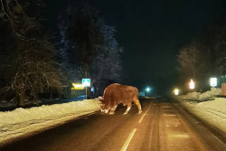 В деревню Слобода Осиповичского района вечером 28 января пришел зубр