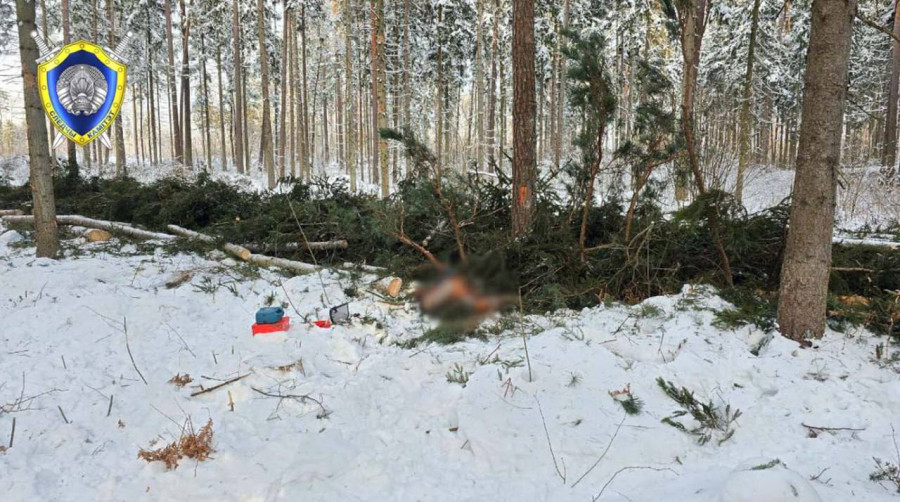 20.01.2026 г. В Костюковичском районе при валке леса погиб работник. Фото: СК РБ