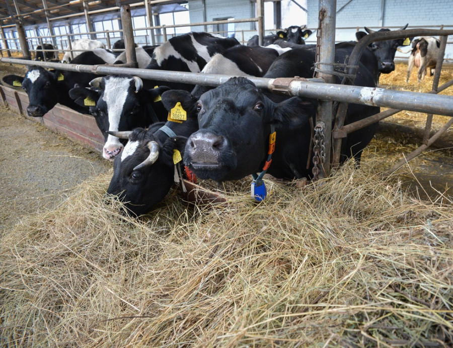 В Беларуси построят специализированные комплексы по выращиванию бычков. Самый большой – в Могилевской области