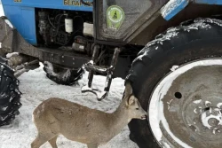 «Накормили и выпустили в лес»: в Бобруйском районе косуля пришла за помощью к лесоводам