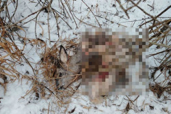 В Быховском районе охотник «перепутал» зайца с косулей: тушу разделал и закопал в снегу
