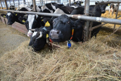 В Беларуси построят специализированные комплексы по выращиванию бычков. Самый большой – в Могилевской области