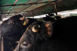 Россельхознадзор вернул в Беларусь более 20 коров: что с ними не так?