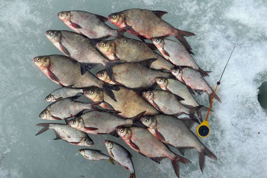 Конец переловам и фотосессиям на фоне набитых рыбой садков: «лишняя» рыба должна сразу же вернуться в водоем